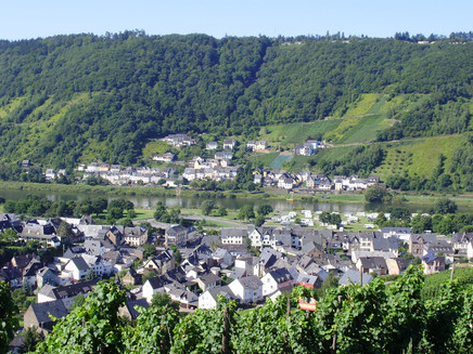 Weinbergsanlage