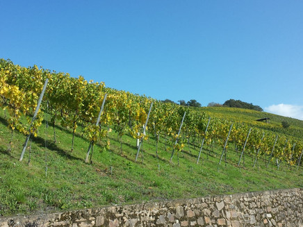 Weinberge im Herbst