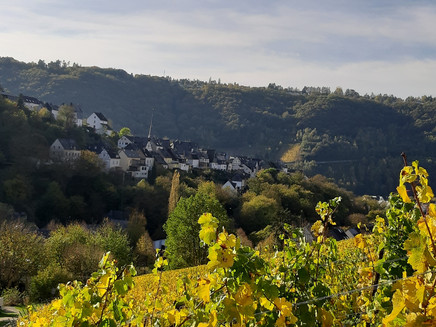 Blick aus der Weinlage