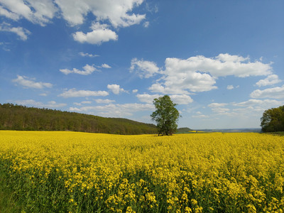 Rapsfeld mit Blick Richtung Harsleben