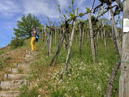 Wehrer Rosenberg (3)