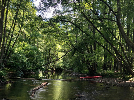 Riparian forest on the Ruwer between Sommerau and Gusterath Valley