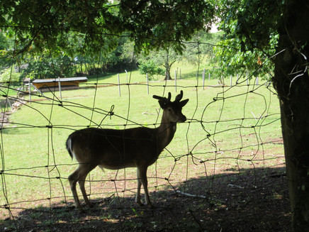 Damwild in einem Gehege oberhalb von Springiersbach