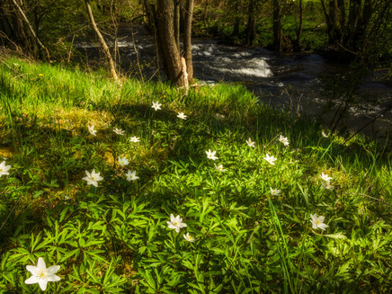 The Ruwer near Ollmuth