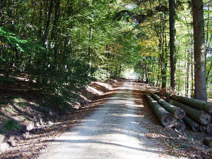 Fußweg BKS, durch den Laubwald