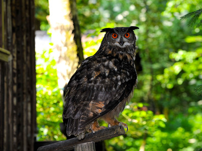 Bird Station Lehrbach