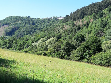 Enkircher Ahringstal mit Blick auf Starkenburg