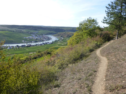 Auf schmalen Pfaden durch den Steilhang oberhalb von Nittel