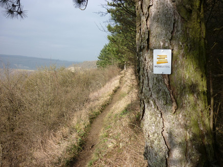 Moselsteig an der Hangkante oberhalb von Nittel