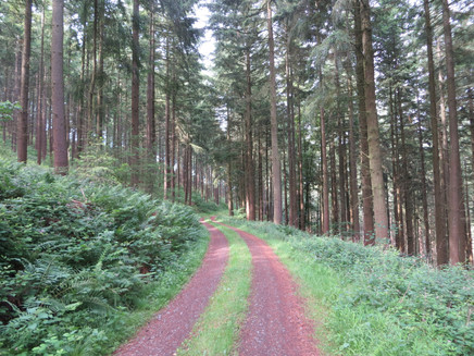 Unser Wanderweg im Wald