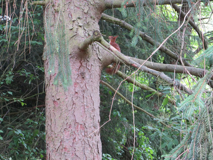 Unser Beobachter am Alfbach