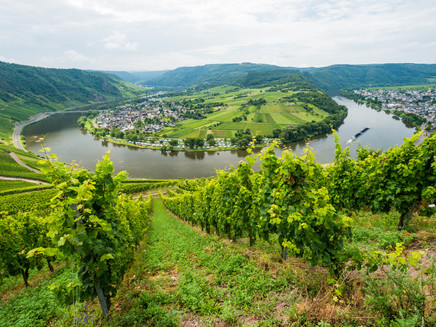Blick über die Weinbergsterrassen und die Moselschleife bei Kröv
