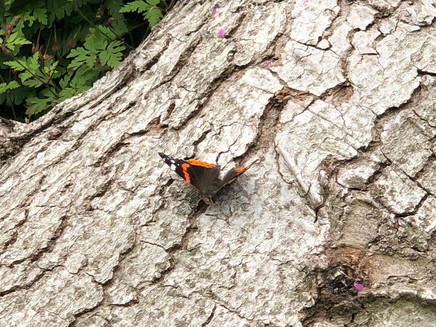 Unterwegs durch den Zeller Wald
