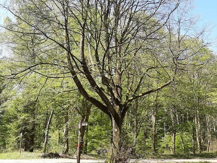 Marked tree near Reinsfeld