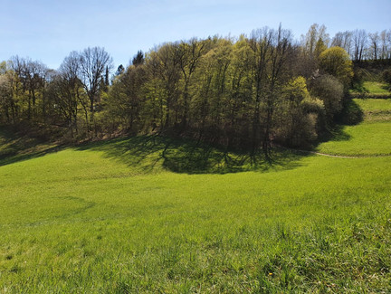 Single-Trail am Fuß des Eckardtsbergs