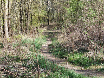 Single-Trail bergab zur Rögener Hütte