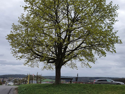 An der Linde geht's Richutng Verkehrslandeplatz Steinrücken