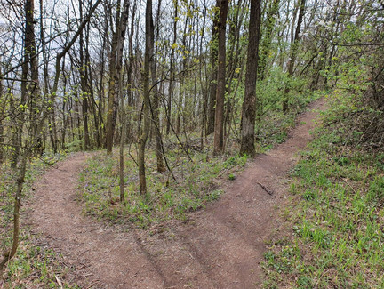 Der linke Trail führt Richtung Buchberg