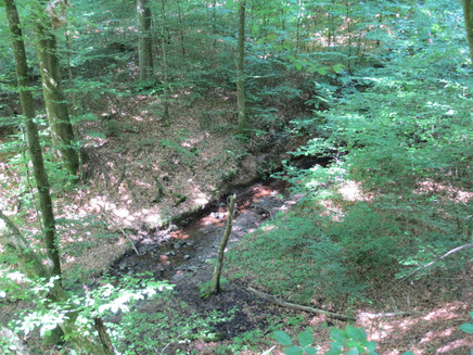 Der Springiersbach