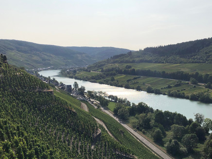 Blick vom Pissamann-Weinlehrpfad Richtung Merl