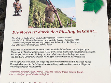 Eine von vielen Infotafeln auf dem Pissmann-Weinlehrpfad