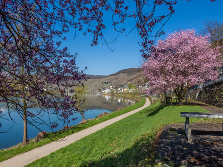 Radweg Zell an der Mosel
