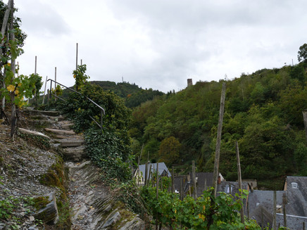 Wandern durch die Weinberge mit Burgblick
