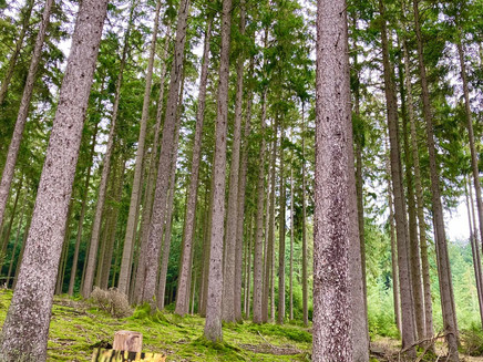 Informationstafel am Gemeindewald Osburg