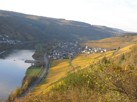 Steillagenwanderweg - herbstlicher Blick auf Enkirch