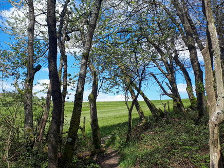 Schmale Pfade entlang des Wanderweges
