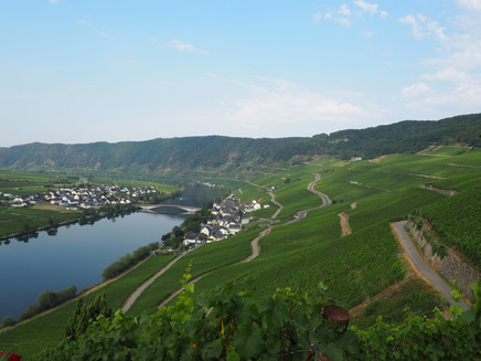 Blick über die Weinberge oberhalb von Piesport