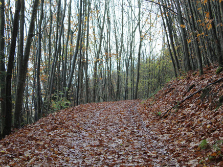 Horgas circular hiking route Zell (Mosel) in autumn