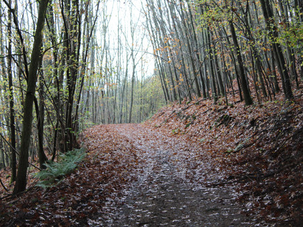 Horgas circular hiking route Zell (Mosel)
