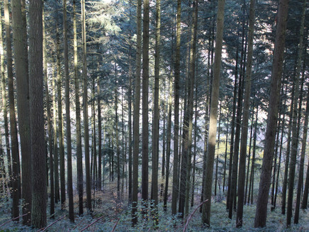 Horgas circular route Zell (Mosel)