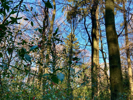 Walddisteln in Farschweiler