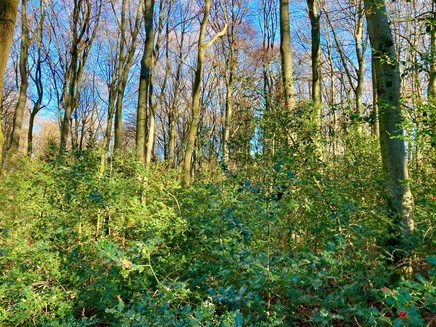 Walddisteln im Herbst