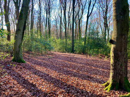 Herbststimmung am Walddistelpfad