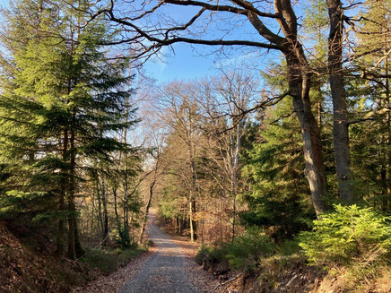 Zurück zum Sternefeld bei Farschweiler