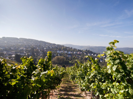 Vineyards near Mertesdorf
