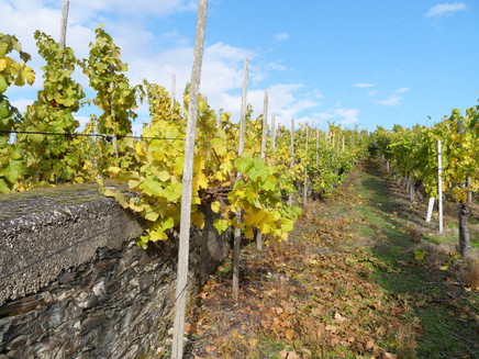 Surrounded by vineyards