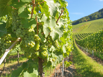Cycling amidst the vineyards
