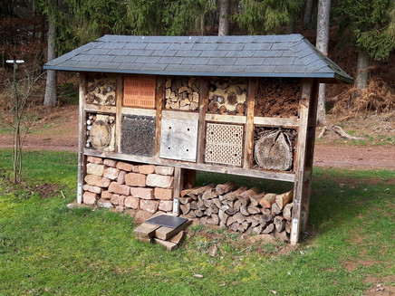 Insekten des Waldes (1)