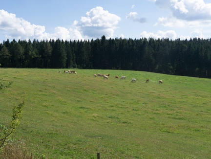 Thüringer Wald