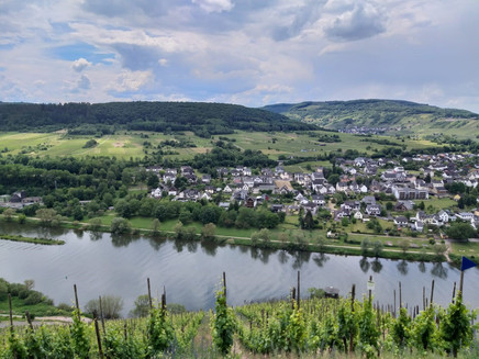 View of the wine village Pünderich