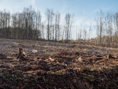 Baumsterben und junge Bäume (2)