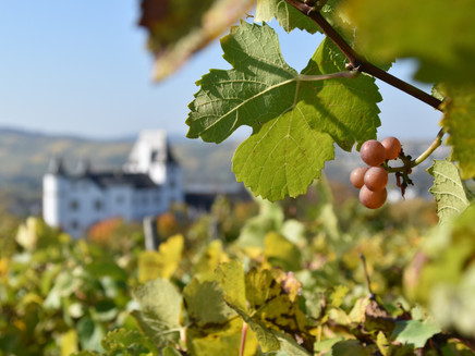 Vineyards in front of Schloss Berg