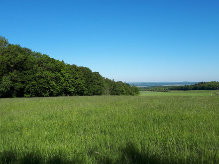 Moselsteig between Wochern and Sinz