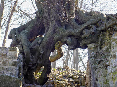 Root system