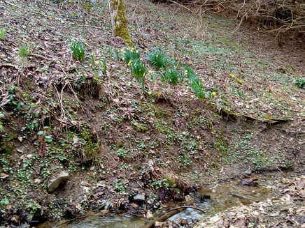 Wilde Narzissen im Rondelbachtal