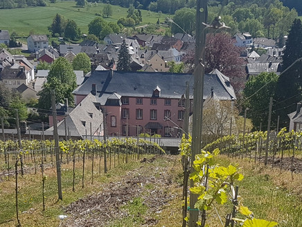 Dreis Castle from the vineyard